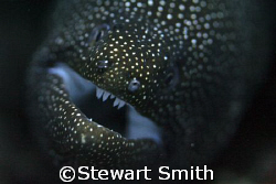 white mouthed moray by Stewart Smith 